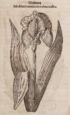 Bild Nr.21: 138-1645 (Tabernaemontanus,J.T.: (Botanik, Kräuterbücher)