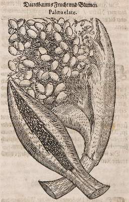 Bild Nr.22: 138-1645 (Tabernaemontanus,J.T.: (Botanik, Kräuterbücher)