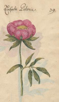 Bild Nr.2: 138-1647 Morgenstern, Friedrich Wilhelm Christoph: (Botanik)