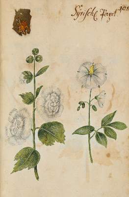 Bild Nr.3110: 138-1647 Morgenstern, Friedrich Wilhelm Christoph: (Botanik)
