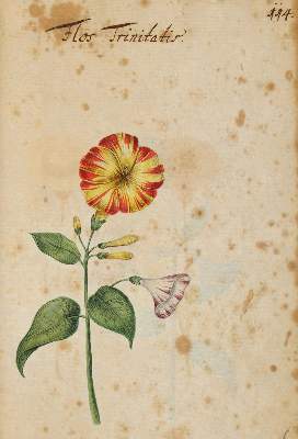Bild Nr.3116: 138-1647 Morgenstern, Friedrich Wilhelm Christoph: (Botanik)
