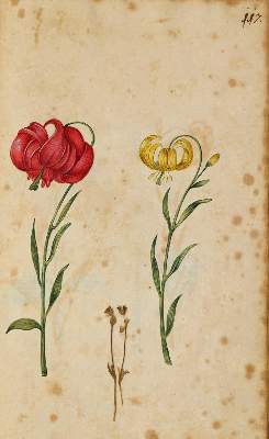Bild Nr.3119: 138-1647 Morgenstern, Friedrich Wilhelm Christoph: (Botanik)