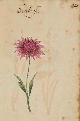 Bild Nr.3123: 138-1647 Morgenstern, Friedrich Wilhelm Christoph: (Botanik)