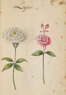 Bild Nr.3124: 138-1647 Morgenstern, Friedrich Wilhelm Christoph: (Botanik)