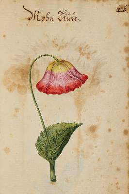 Bild Nr.3128: 138-1647 Morgenstern, Friedrich Wilhelm Christoph: (Botanik)