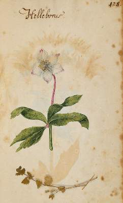 Bild Nr.3130: 138-1647 Morgenstern, Friedrich Wilhelm Christoph: (Botanik)