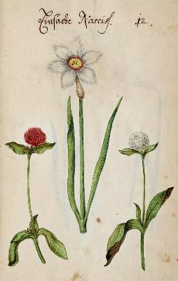 Bild Nr.315: 138-1647 Morgenstern, Friedrich Wilhelm Christoph: (Botanik)