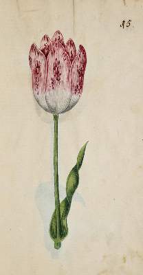 Bild Nr.318: 138-1647 Morgenstern, Friedrich Wilhelm Christoph: (Botanik)