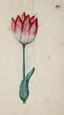 Bild Nr.322: 138-1647 Morgenstern, Friedrich Wilhelm Christoph: (Botanik)