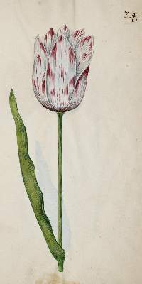 Bild Nr.327: 138-1647 Morgenstern, Friedrich Wilhelm Christoph: (Botanik)