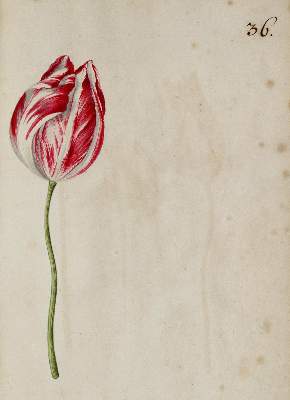 Bild Nr.339: 138-1647 Morgenstern, Friedrich Wilhelm Christoph: (Botanik)