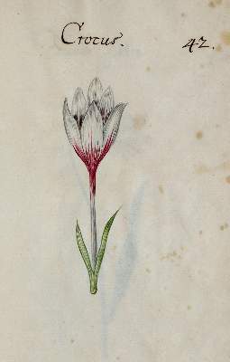 Bild Nr.344: 138-1647 Morgenstern, Friedrich Wilhelm Christoph: (Botanik)