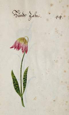 Bild Nr.346: 138-1647 Morgenstern, Friedrich Wilhelm Christoph: (Botanik)