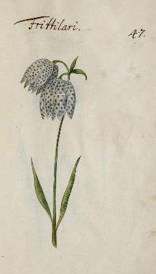 Bild Nr.349: 138-1647 Morgenstern, Friedrich Wilhelm Christoph: (Botanik)