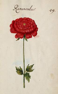 Bild Nr.351: 138-1647 Morgenstern, Friedrich Wilhelm Christoph: (Botanik)