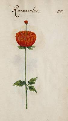 Bild Nr.352: 138-1647 Morgenstern, Friedrich Wilhelm Christoph: (Botanik)