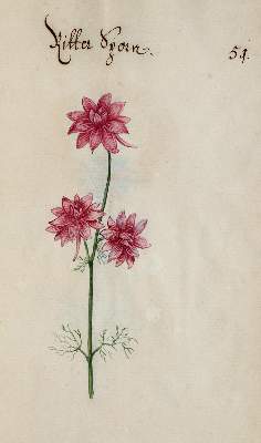 Bild Nr.353: 138-1647 Morgenstern, Friedrich Wilhelm Christoph: (Botanik)
