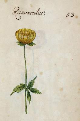 Bild Nr.355: 138-1647 Morgenstern, Friedrich Wilhelm Christoph: (Botanik)