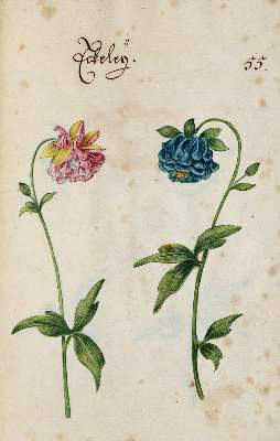 Bild Nr.357: 138-1647 Morgenstern, Friedrich Wilhelm Christoph: (Botanik)