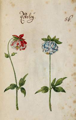 Bild Nr.358: 138-1647 Morgenstern, Friedrich Wilhelm Christoph: (Botanik)