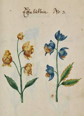 Bild Nr.36: 138-1647 Morgenstern, Friedrich Wilhelm Christoph: (Botanik)