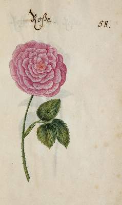 Bild Nr.360: 138-1647 Morgenstern, Friedrich Wilhelm Christoph: (Botanik)