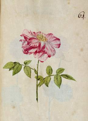 Bild Nr.363: 138-1647 Morgenstern, Friedrich Wilhelm Christoph: (Botanik)