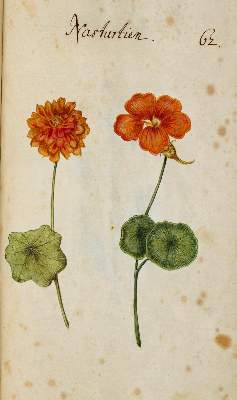 Bild Nr.364: 138-1647 Morgenstern, Friedrich Wilhelm Christoph: (Botanik)