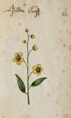 Bild Nr.365: 138-1647 Morgenstern, Friedrich Wilhelm Christoph: (Botanik)