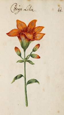 Bild Nr.370: 138-1647 Morgenstern, Friedrich Wilhelm Christoph: (Botanik)