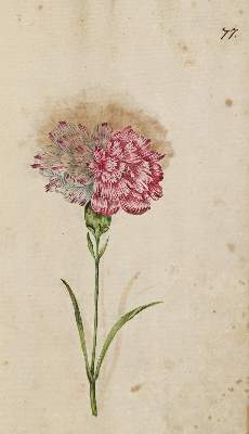 Bild Nr.379: 138-1647 Morgenstern, Friedrich Wilhelm Christoph: (Botanik)