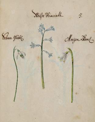Bild Nr.38: 138-1647 Morgenstern, Friedrich Wilhelm Christoph: (Botanik)