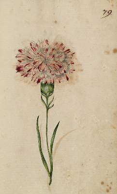 Bild Nr.381: 138-1647 Morgenstern, Friedrich Wilhelm Christoph: (Botanik)