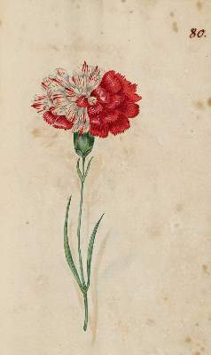 Bild Nr.382: 138-1647 Morgenstern, Friedrich Wilhelm Christoph: (Botanik)