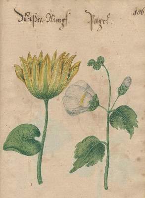 Bild Nr.5: 138-1647 Morgenstern, Friedrich Wilhelm Christoph: (Botanik)