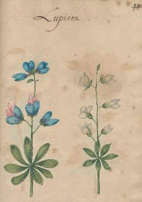 Bild Nr.6: 138-1647 Morgenstern, Friedrich Wilhelm Christoph: (Botanik)