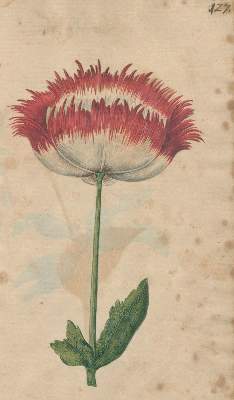 Bild Nr.7: 138-1647 Morgenstern, Friedrich Wilhelm Christoph: (Botanik)