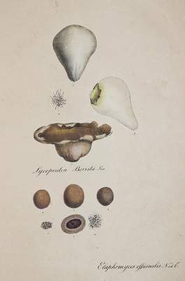 Bild Nr.2: 138-1649 Nees von Esenbeck,T.F.L.: (Botanik)