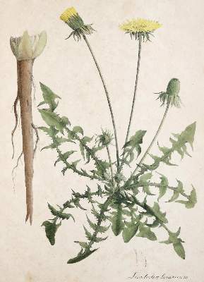 Bild Nr.224: 138-1649 Nees von Esenbeck,T.F.L.: (Botanik)