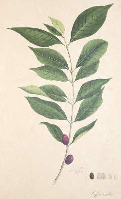 Bild Nr.225: 138-1649 Nees von Esenbeck,T.F.L.: (Botanik)