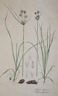 Bild Nr.3: 138-1649 Nees von Esenbeck,T.F.L.: (Botanik)
