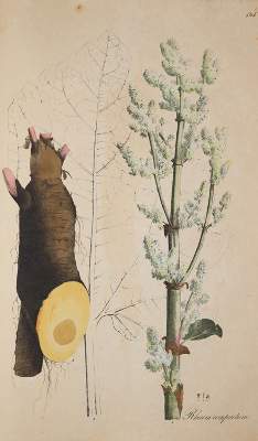 Bild Nr.4: 138-1649 Nees von Esenbeck,T.F.L.: (Botanik)