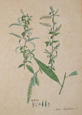 Bild Nr.5: 138-1649 Nees von Esenbeck,T.F.L.: (Botanik)