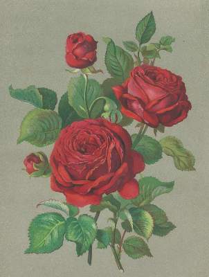 Bild Nr.2: 138-1650 Nestel,H.: (Botanik)