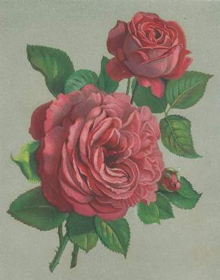 Bild Nr.3: 138-1650 Nestel,H.: (Botanik)