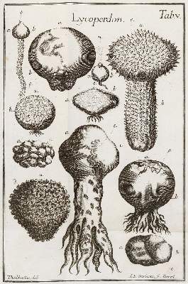 Bild Nr.1: 138-1653 Gleditsch,J.G.: (Botanik, Pilze)