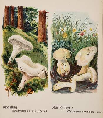 Bild Nr.1: 138-1654 Obermeyer,W.: (Botanik, Pilze)