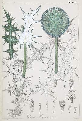 Bild Nr.1: 138-1655 Reichenbach,H.G.: (Botanik)