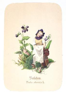 Bild Nr.1: 138-1664 Schroedter,A.: (Botanik)