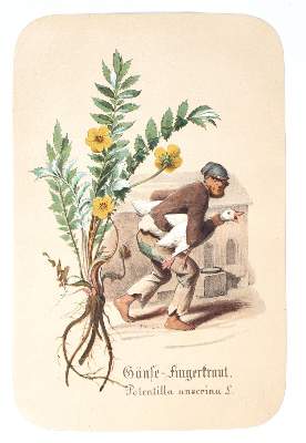 Bild Nr.2: 138-1664 Schroedter,A.: (Botanik)